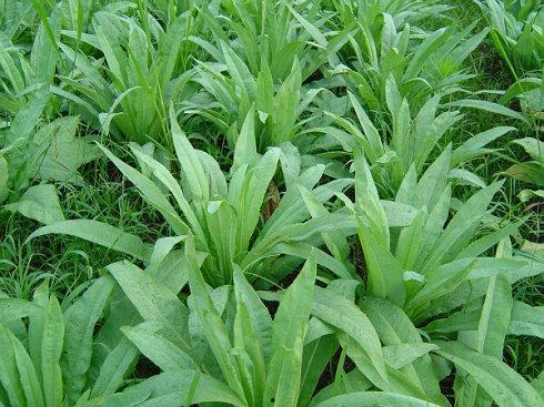 苦麻菜图片,野菜中的绿色瑰宝